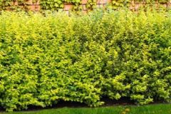 -LIGUSTRUM-OVALIFOLIUM-AUREUM   12€50