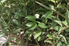 LIGUSTRUM JAPONICA  à partir de 12€50