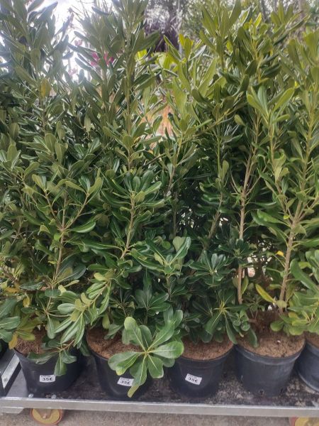 PITTOSPORUM TOBIRA XL