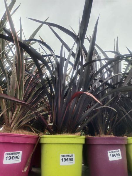 PHORMIUM MIX COULEUR