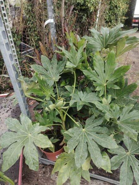 FATSIA JAPONICA