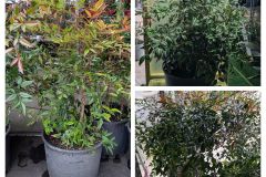 NANDINA-DOMESTICA-29€