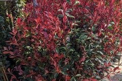 PHOTINIA CARRÉ ROUGE 40/60cm 8€50 l'unité pour 5 et plus