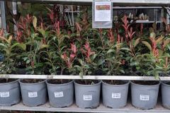 PHOTINIA-HAIE     1=9€90 par 5 =8€ l'unité