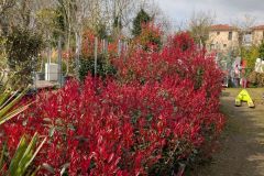 ARRIVAGE PHOTINIA CARRE ROUGE