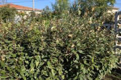 ELEAGNUS EBBENGEI diverses tailles dispo dès 8€