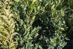 LIGUSTRUM TEXANUM 19€