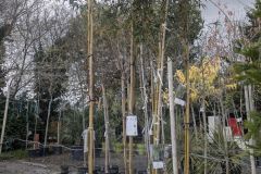 SAULE-PLEUREUR-39€