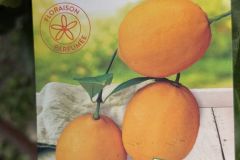 agrume-citron-meyer
