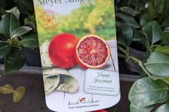 agrume-citronnier-meyer-sanguin