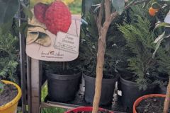 agrume-citronnier-rosso