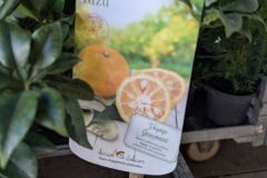 agrume-citronnier-yuzu