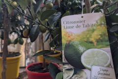 Citron   lime de tahiti