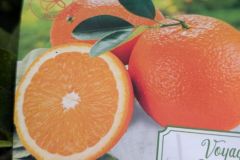 agrume-oranger-valencia