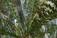 blechnum-spicant