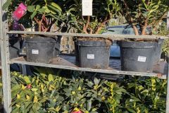 rhododendron-divers-1