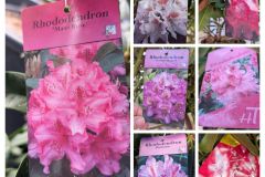 rhododendron-divers-2