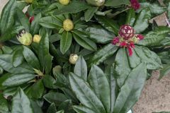 rhododendron à partir de 25€