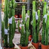 1_CACTUS-ET-SUCCULENTES