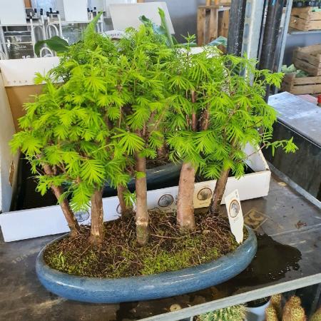 BONSAI