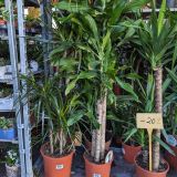 DRACAENA-MARGINATA-XL
