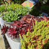 PLANTES-DE-ROCAILLES