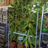 PLANTES-INTERIEURES-GRANDS-SUJETS