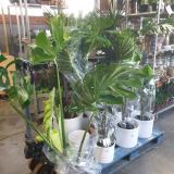PLANTES-VERTES