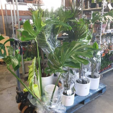 PLANTES-VERTES