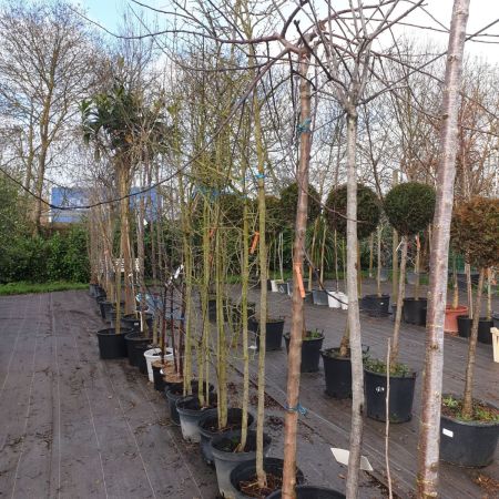 QUEL-ARBRE-PLANTER