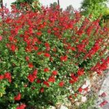 VIVACES-ET-ROSIERS