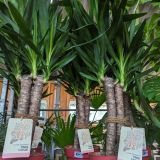 YUCCA