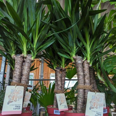 YUCCA