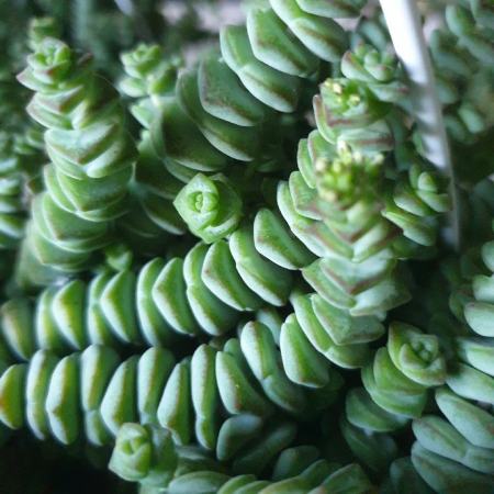 succulentes
