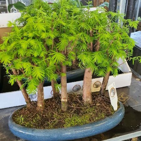 1_BONSAI