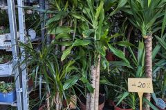 DRACAENA-MARGINATA-XL