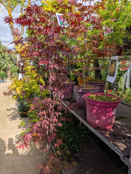 ARRIVAGE-ERABLE-DU-JAPON-1