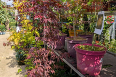 ARRIVAGE-ERABLE-DU-JAPON-1