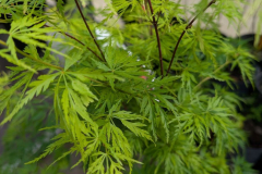 ARRIVAGE-ERABLE-DU-JAPON