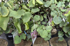 CERCIS-SILIQUASTRUM-ARBRE-DE-JUDEE