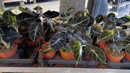 ALOCASIA