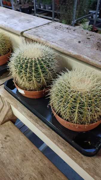 ECHINOCACTUS GRUSONII