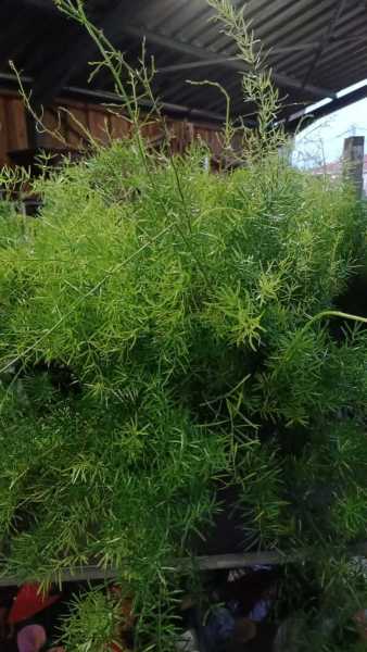 ASPARAGUS