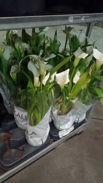 CALLA BLANC