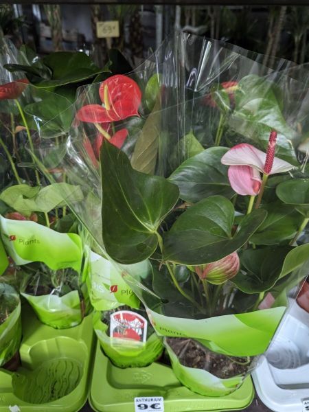 ANTHURIUM-EXTRA-9E