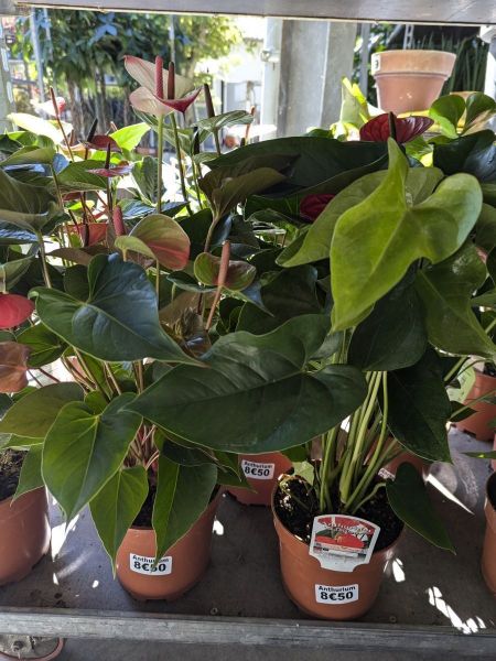 ANTHURIUMS