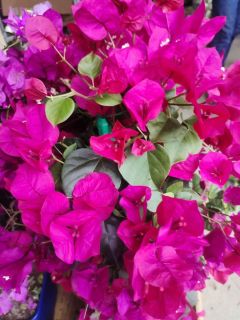 BOUGAINVILLIERS-1