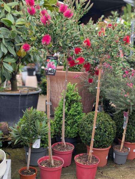 CALISTEMON-SUR-TIGE-2