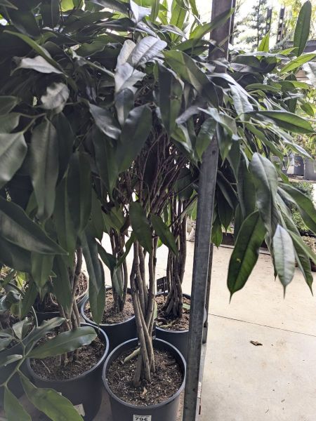 FICUS-MO-MICROCARPA-MOCALE