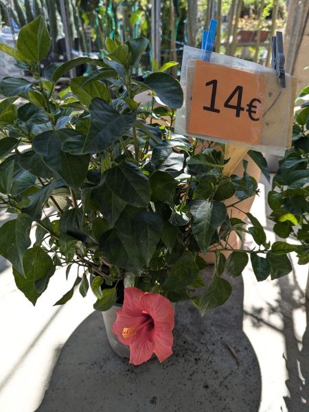 HIBISCUS